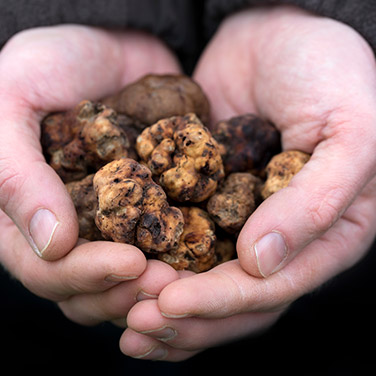 Szarvasgomba kézben tartva