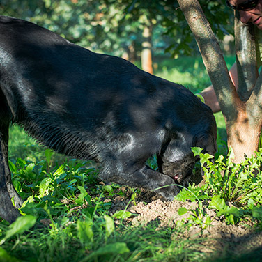 Szarvasgombakereső kutya